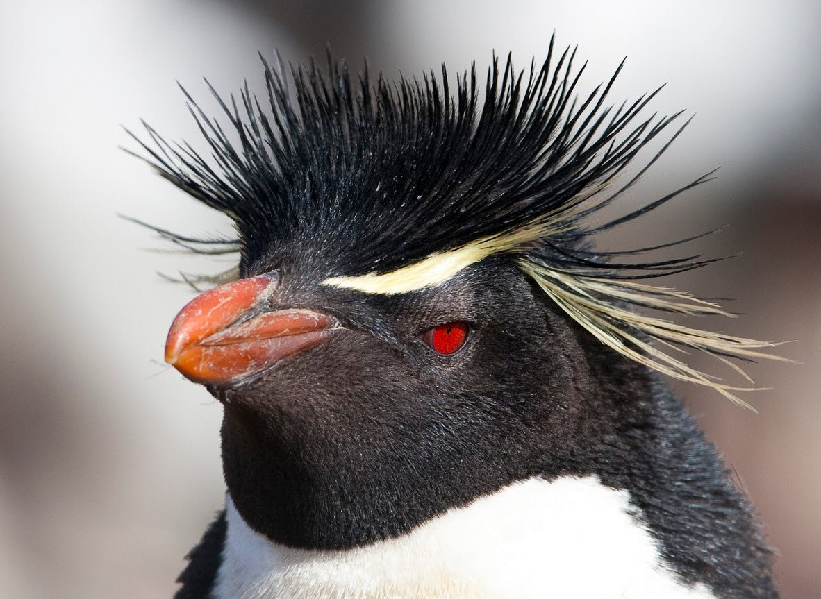 Rockhopper Penguin Madagascar