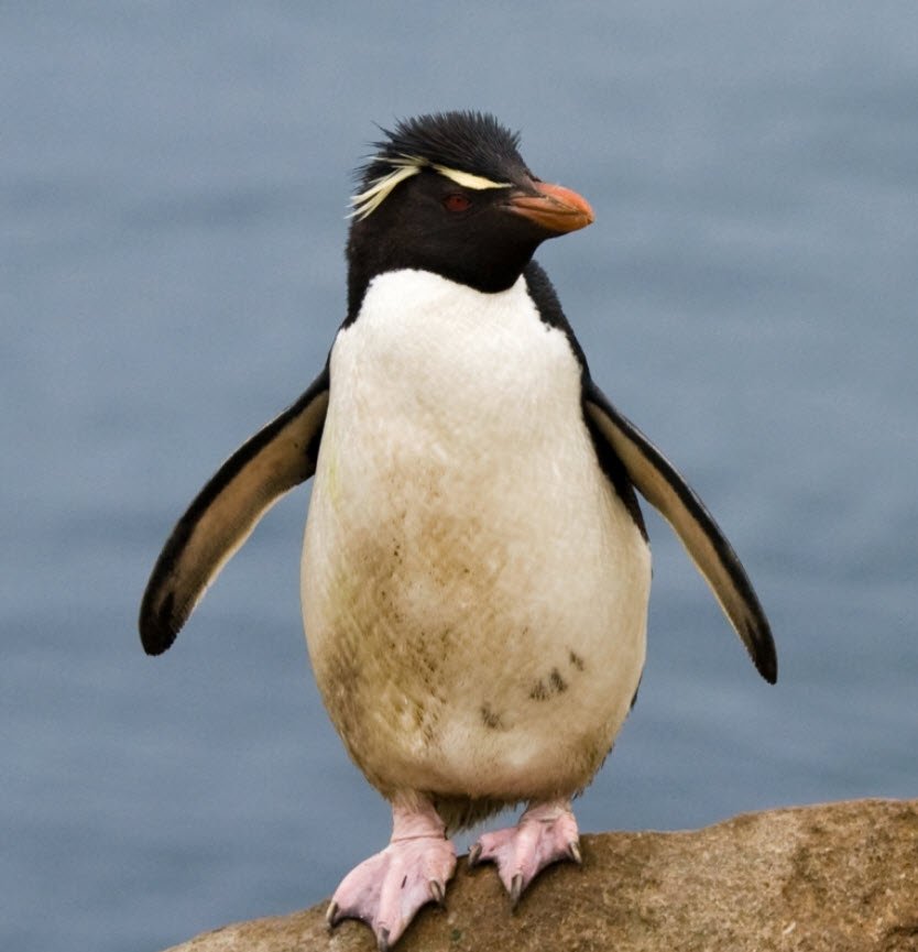 Rockhopper Penguin