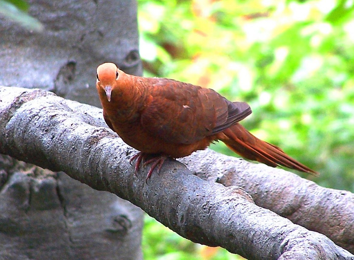 Ruddy Cuckoo Dove