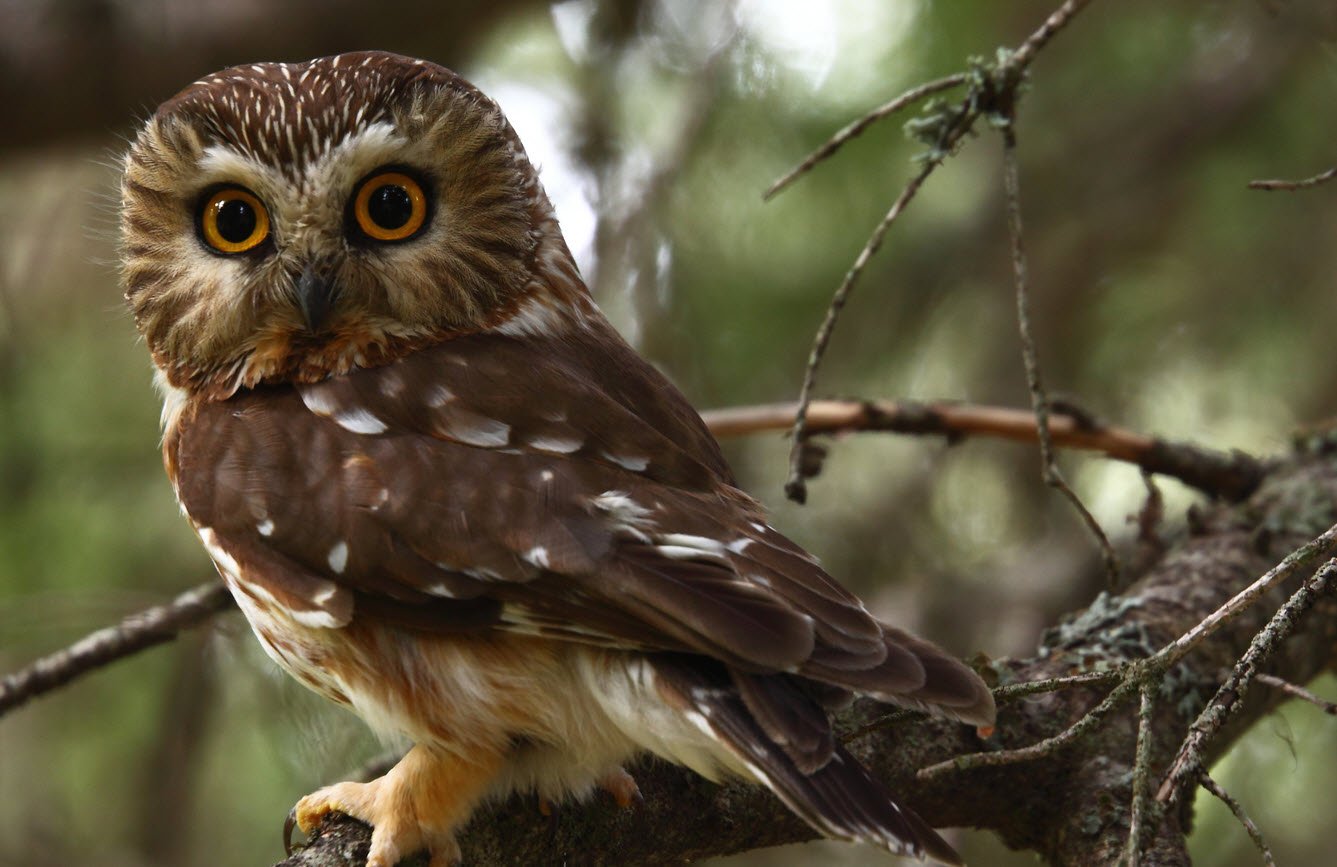 Saw-Whet Owls