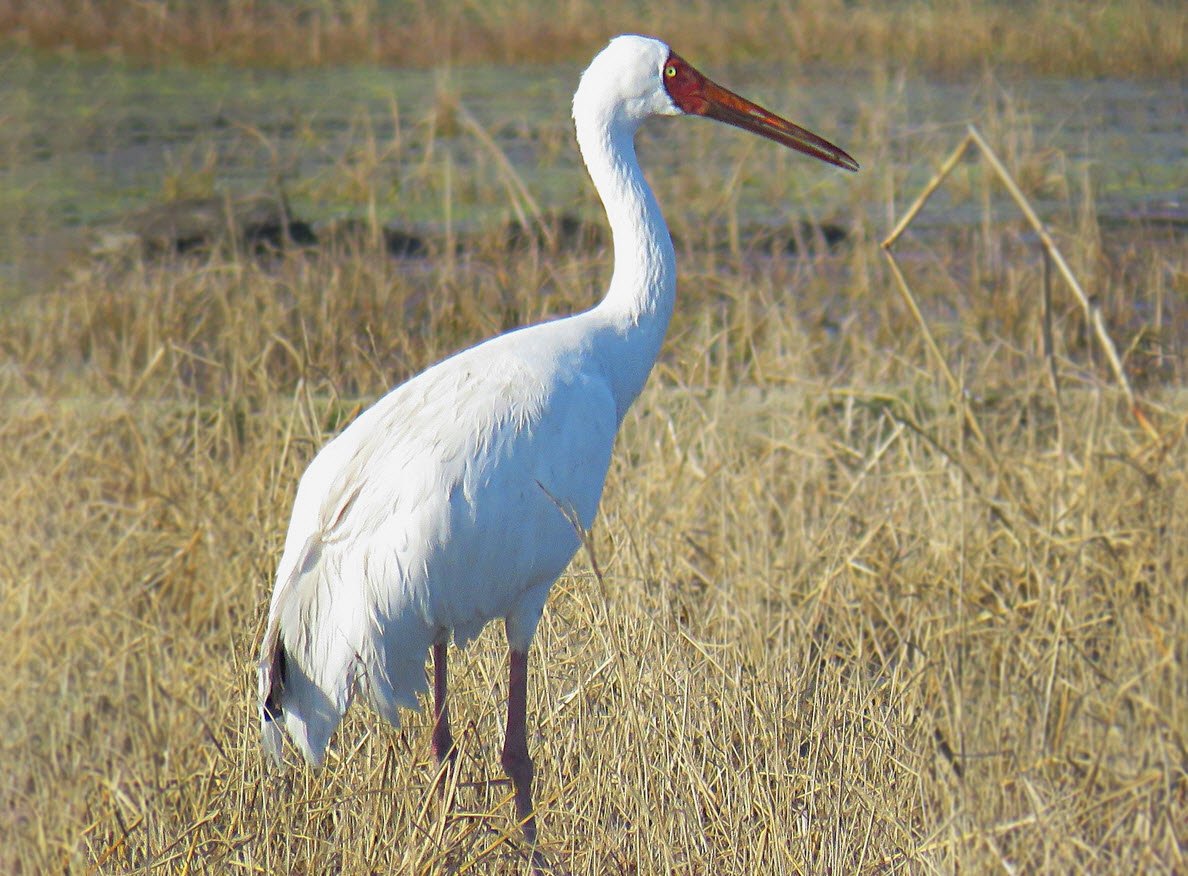 Siberian Crane