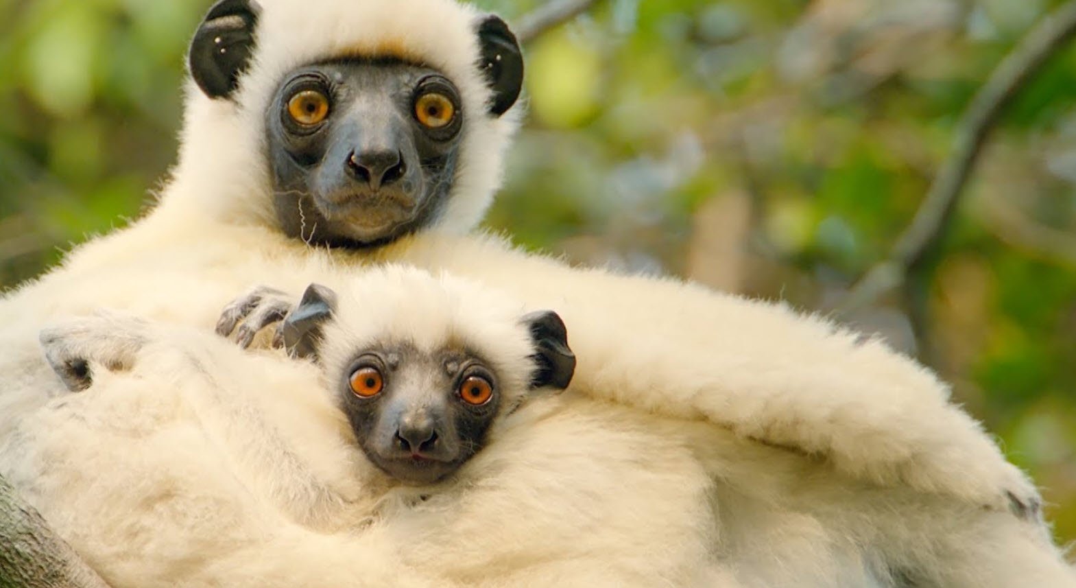 Sifaka Lemur Madagascar