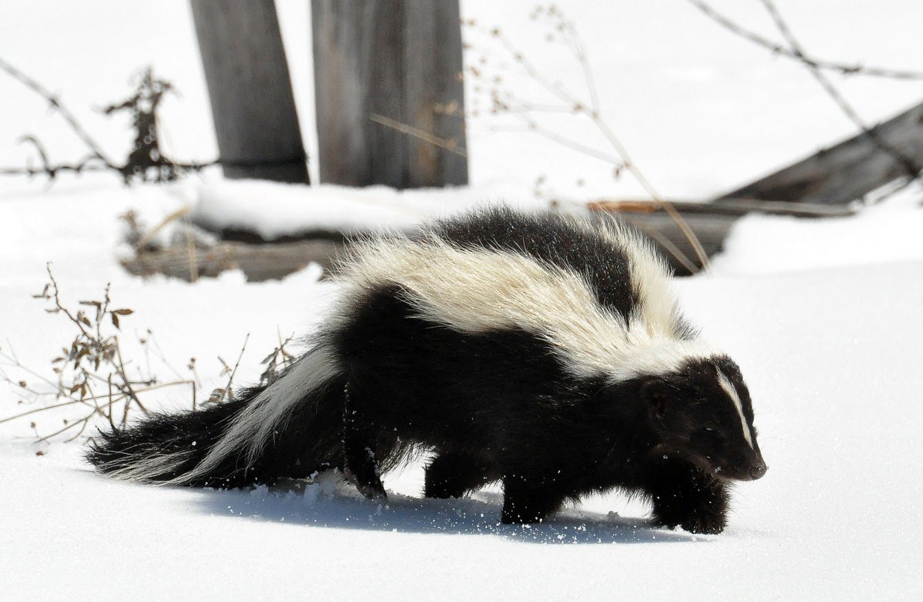 Skunk