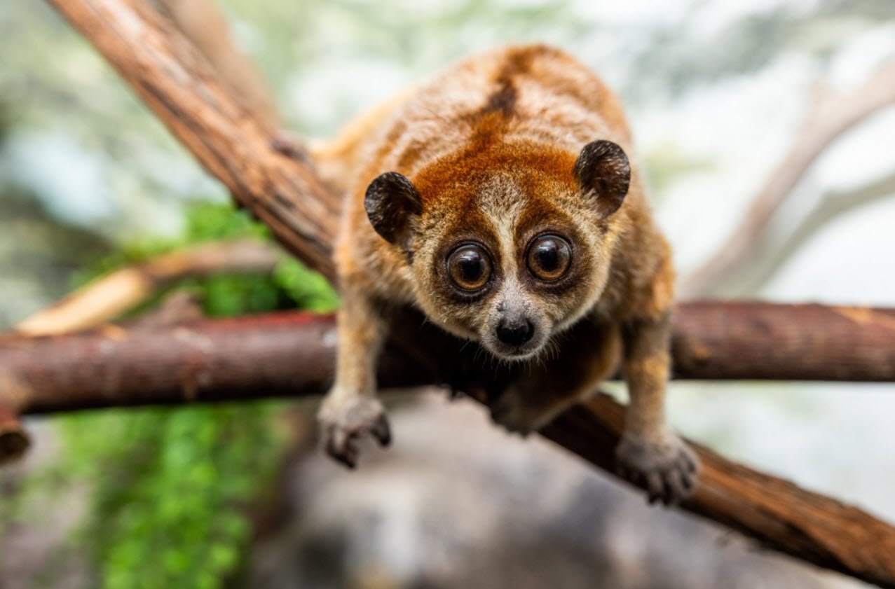 Slow Loris