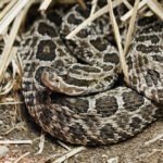 Snakes Pennsylvania Petshyme