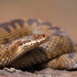 Snakes of Britian Petshyme