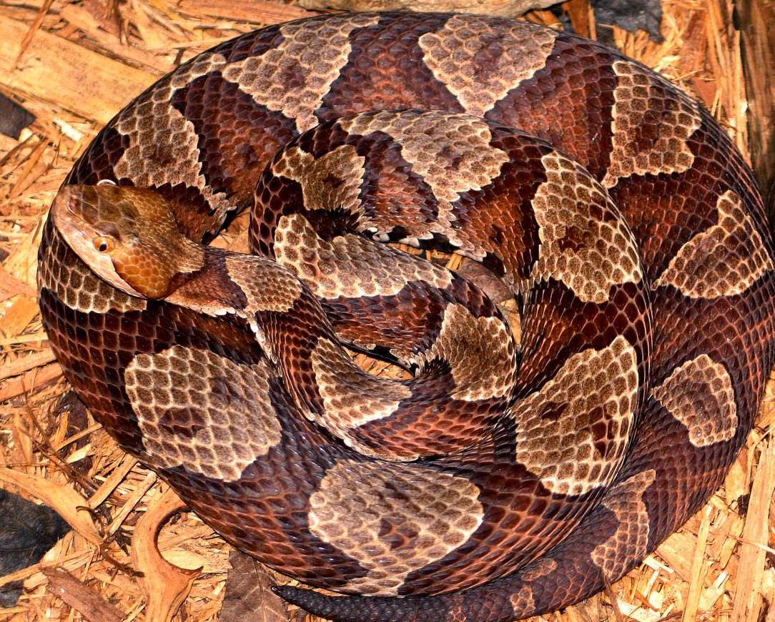 Southern Copperhead