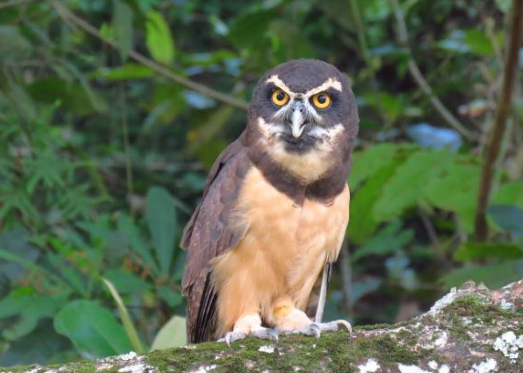 Spectacled Owls
