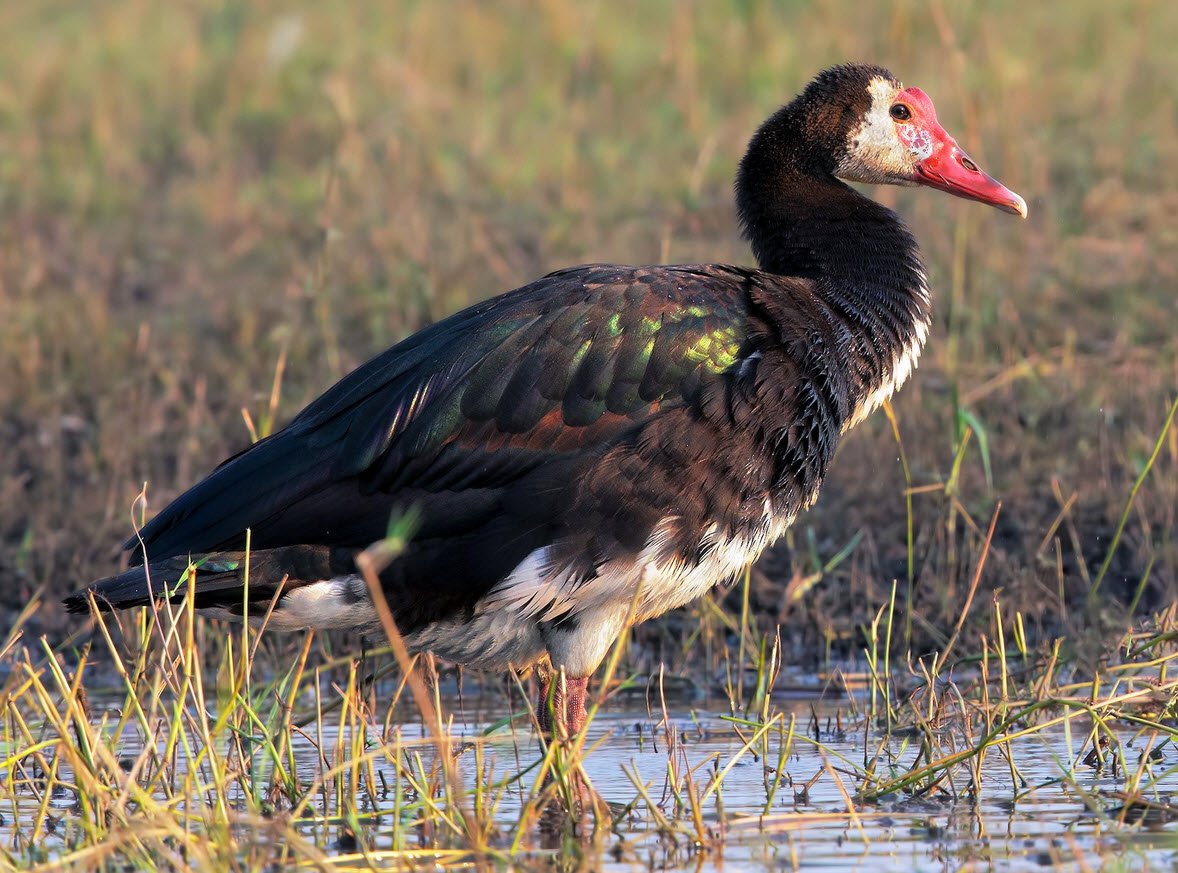 Spur Winged Goose