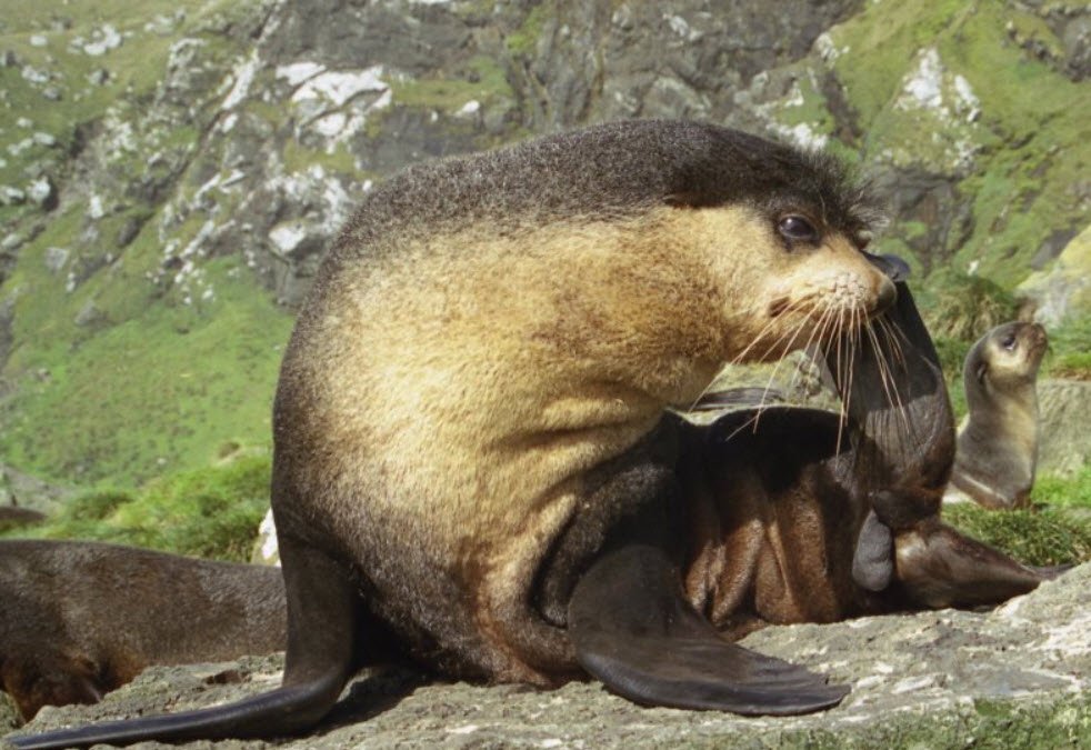 Subantarctic Fur Seal Madagascar