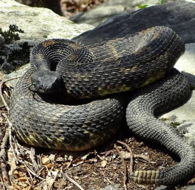 Timber Rattlesnake