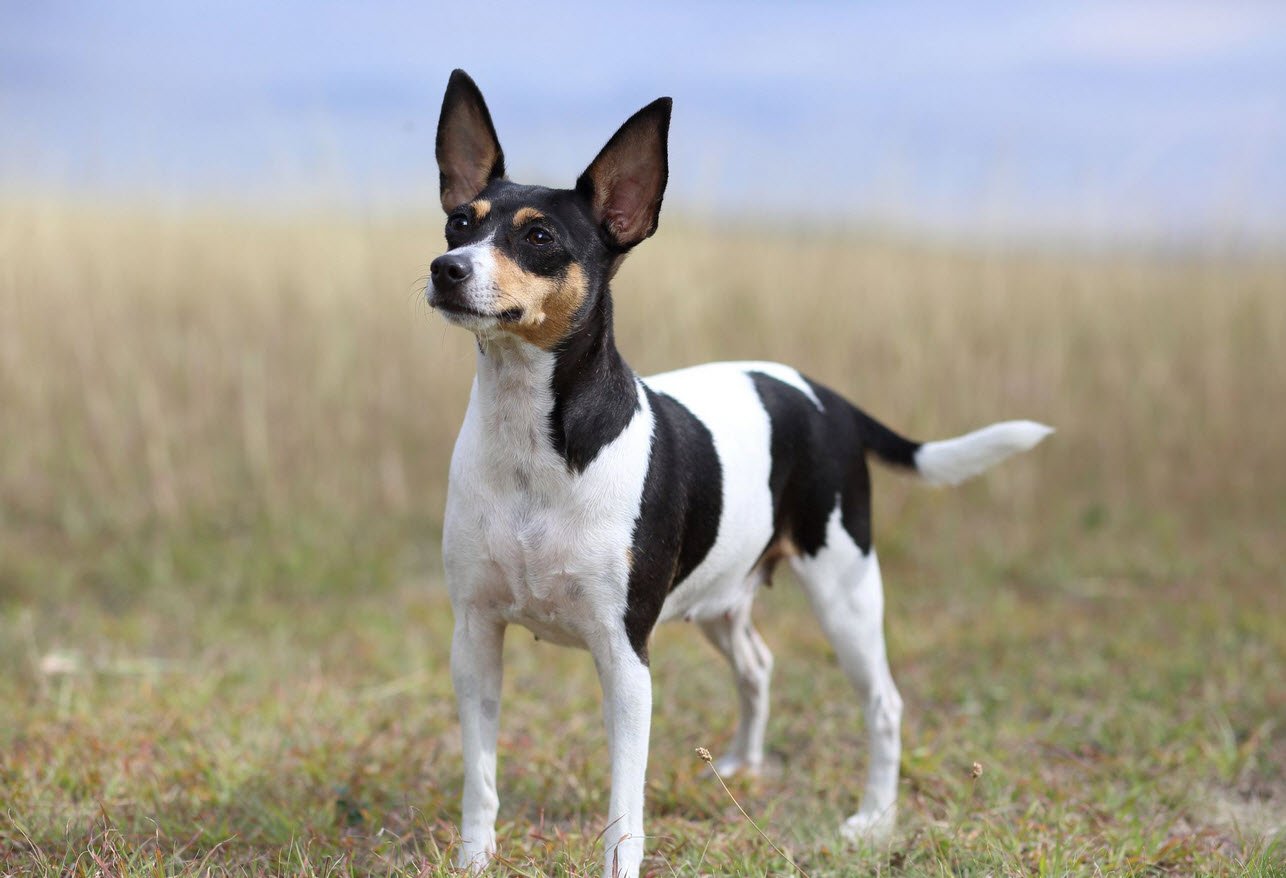 Toy Fox Terrier American Dog