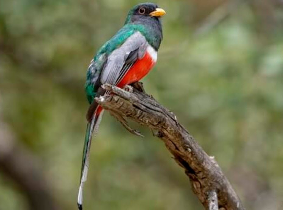 Trogon 