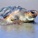 Turtles Texas Petshyme