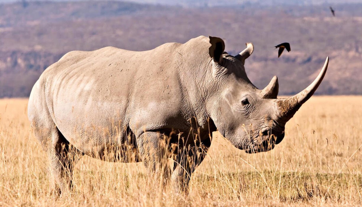 White Rhino Wildlife