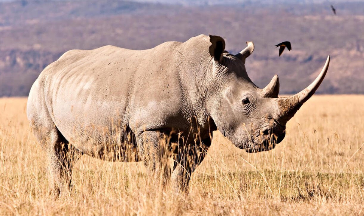 White Rhinoceros