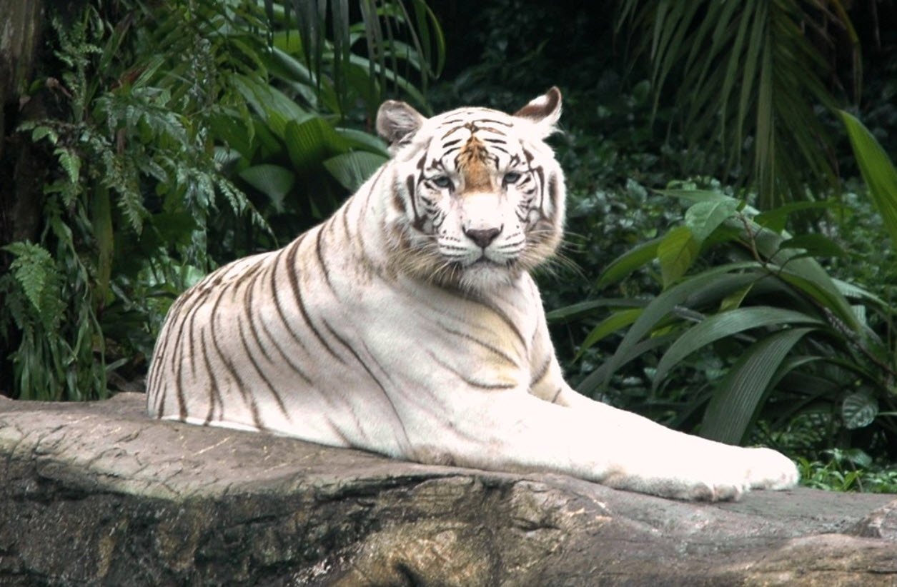 White Tiger