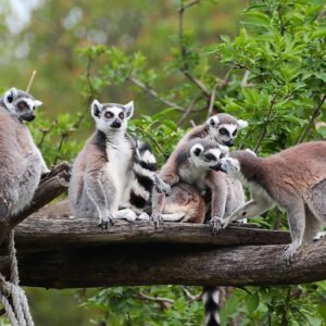 Wildlife Madagascar Animals Petshyme