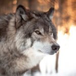 Wolf Petshyme