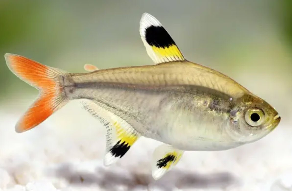 X-Ray Tetra