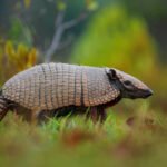 Top 5 Famous Animals Starting with X