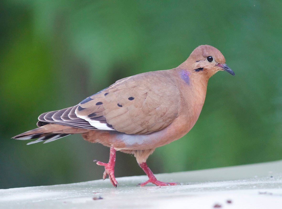 Zenaida Dove