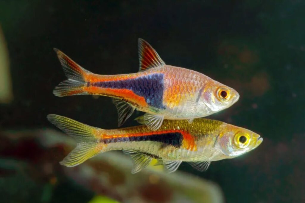 aaquarium fish petshyme