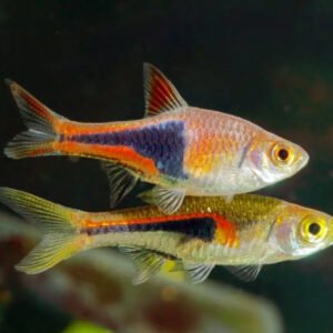 aaquarium fish petshyme