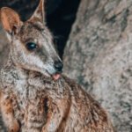 Top 24 Fascinating Australian Animals – With Photos