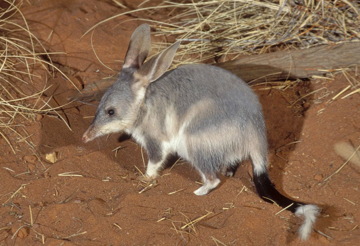 Bilby Australia