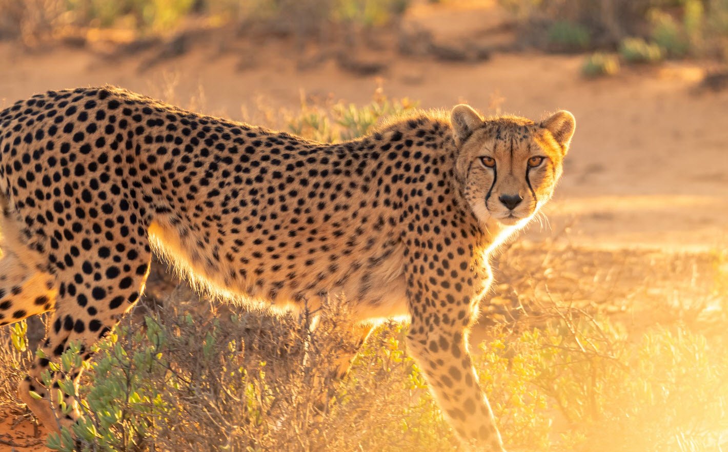 Cheetah Petshyme