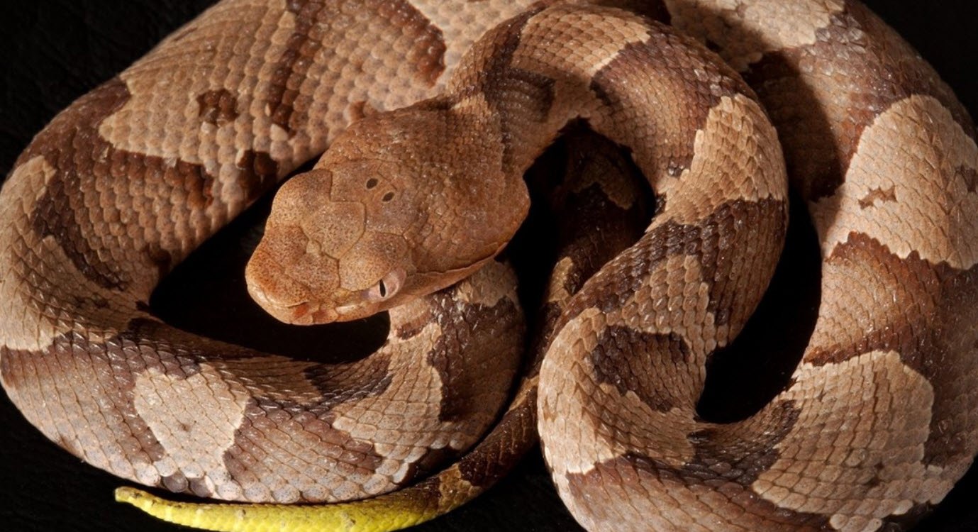 Copperhead Tennessee