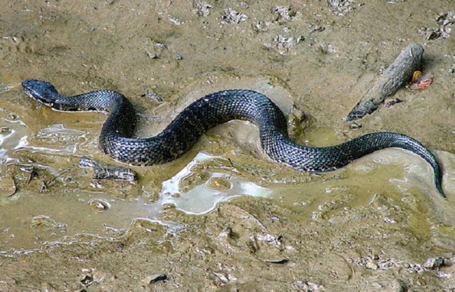 Cottonmouth Tennessee