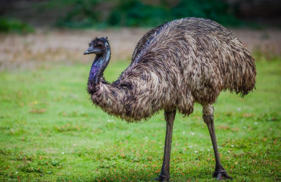 Emu Australia