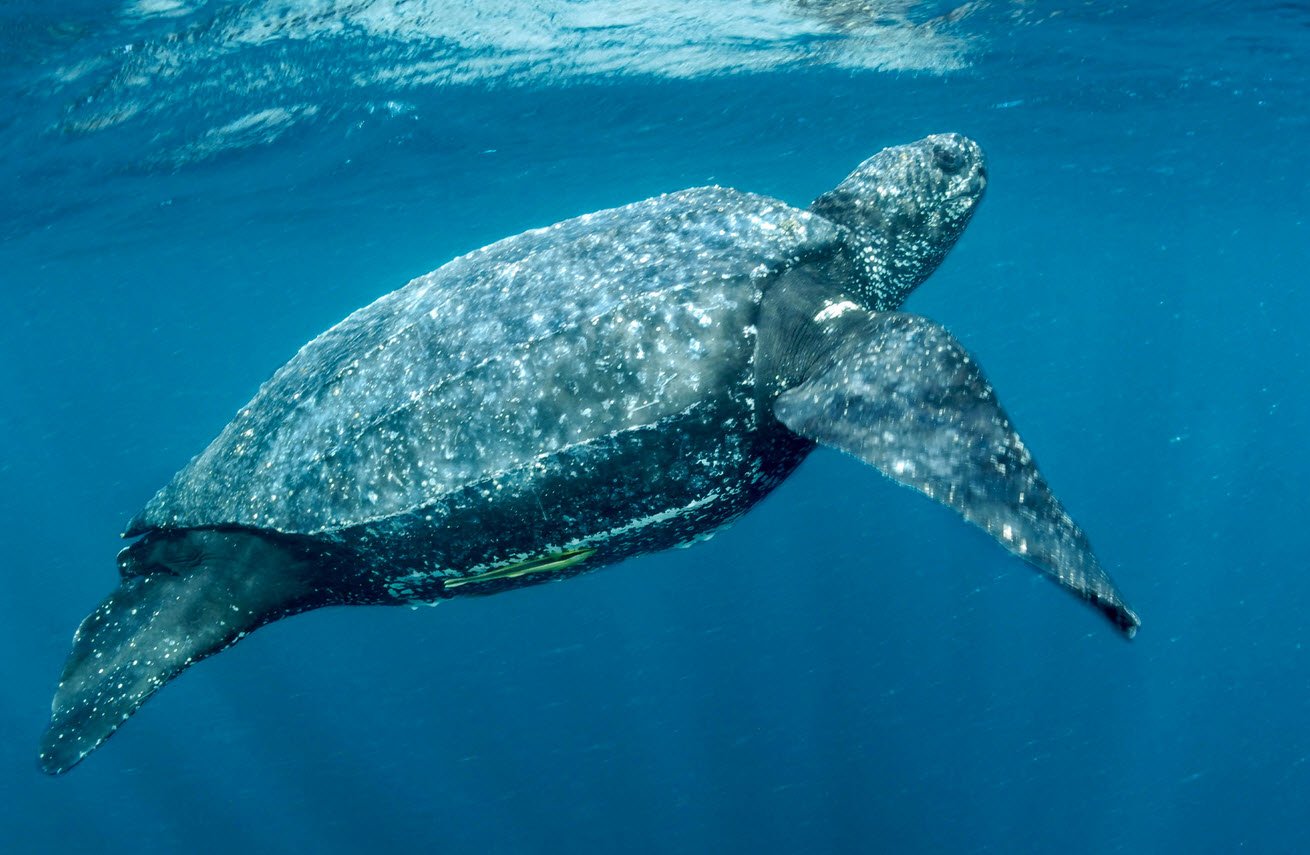 Leatherback Turtle Australia