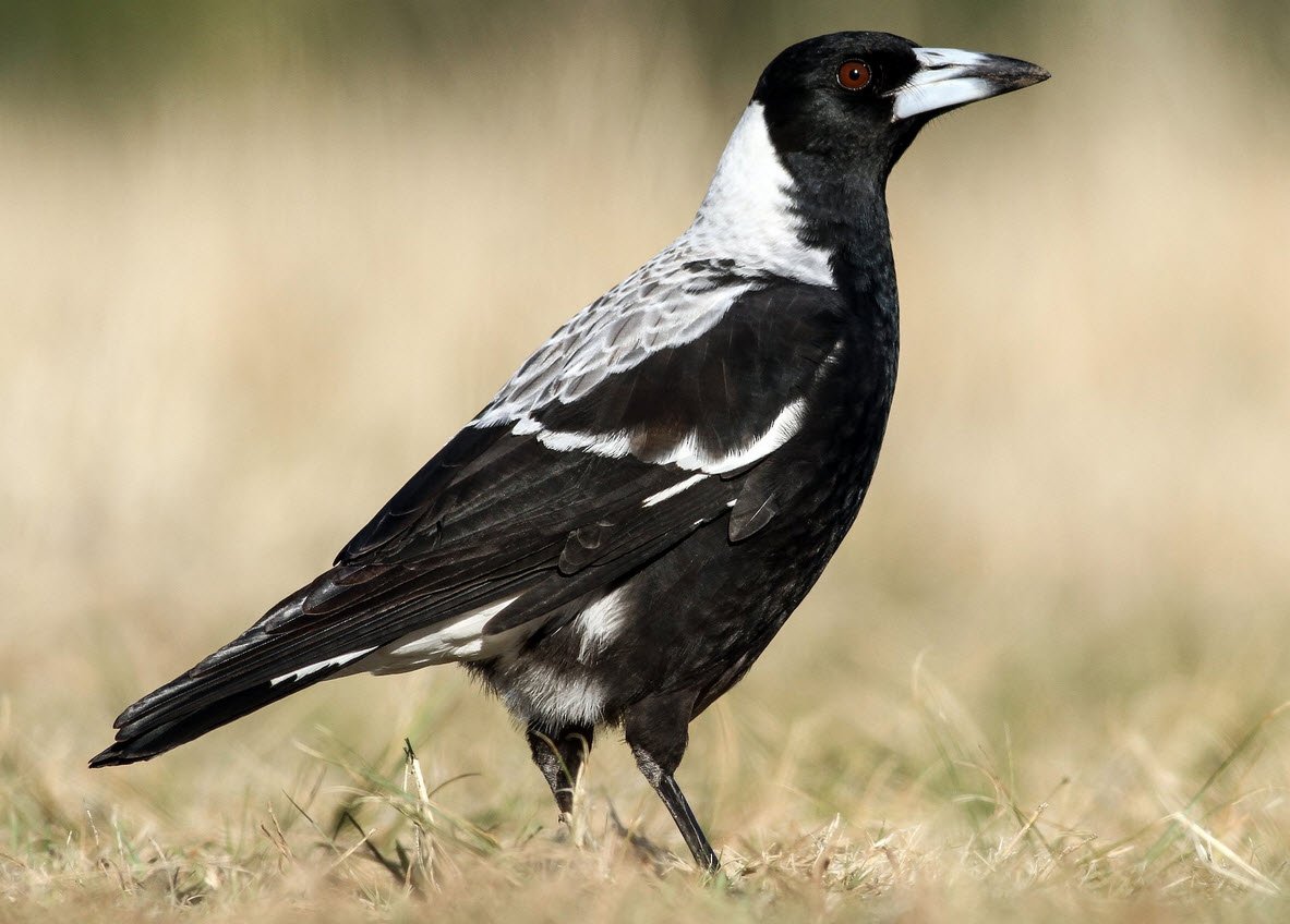 Magpie Australia