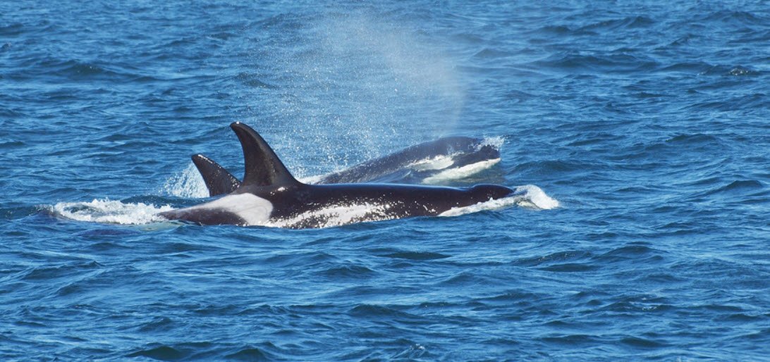 Orca Australia