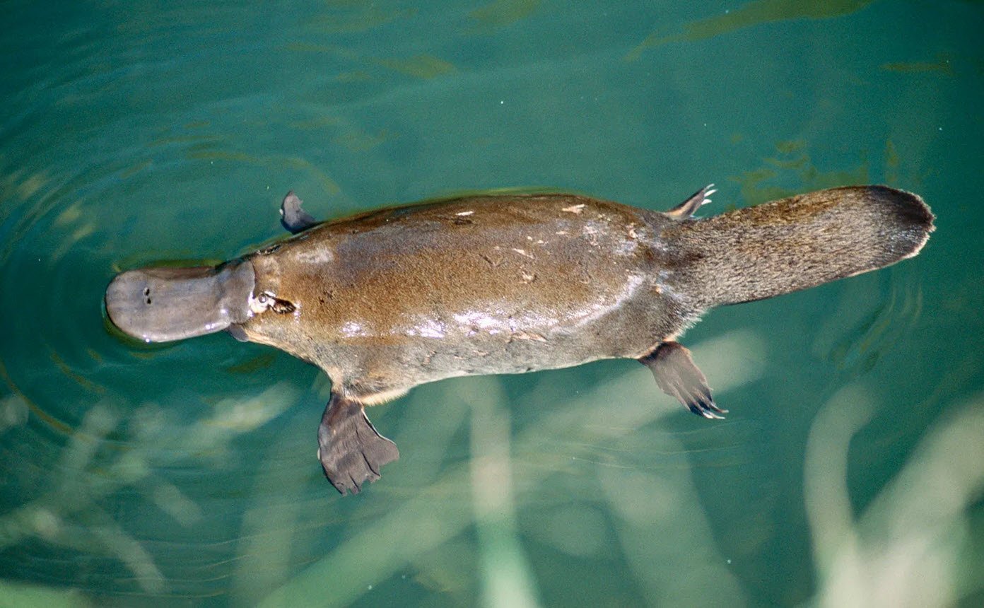 Platypus Australia