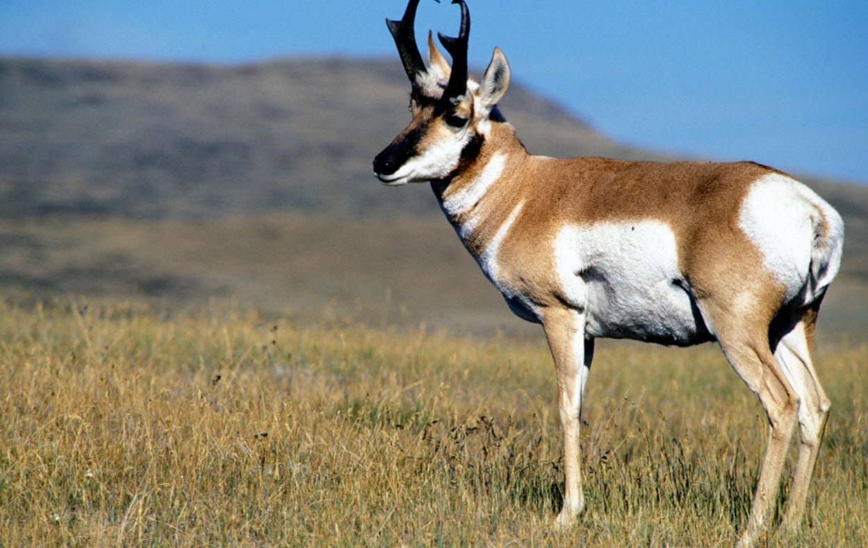 Pronghorn Antelope Petshyme