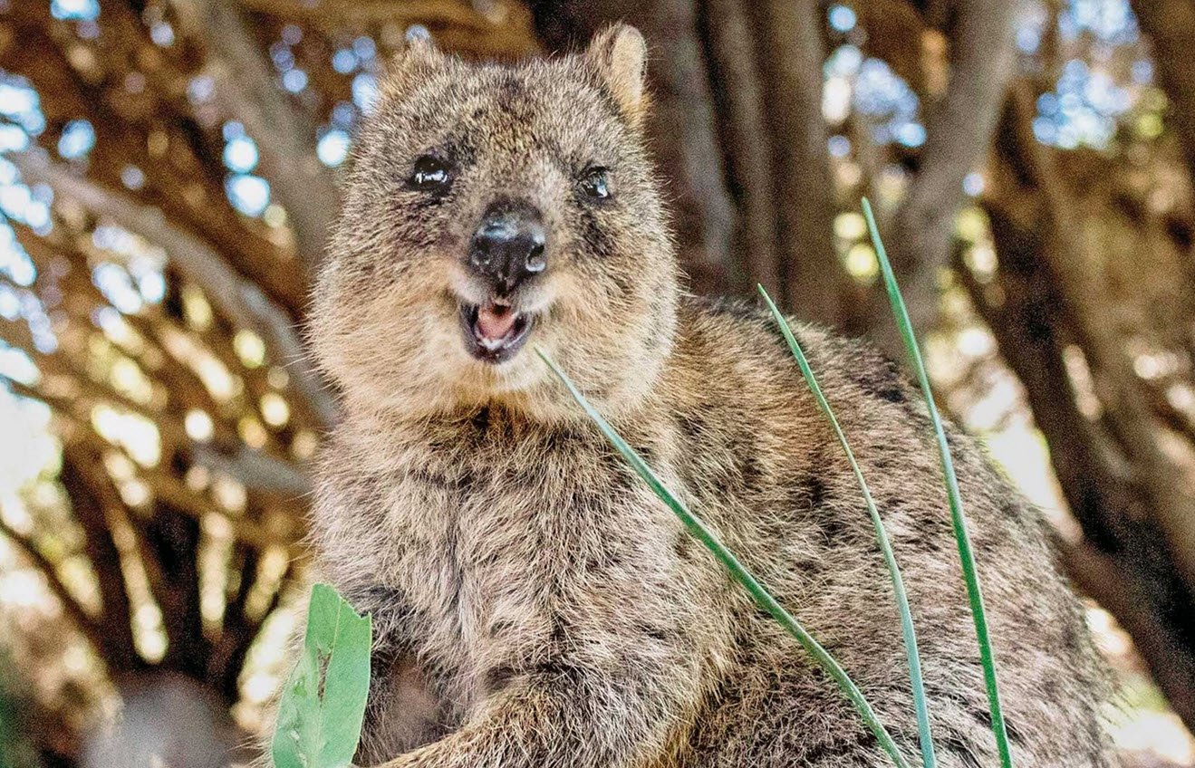 Quokka Australia