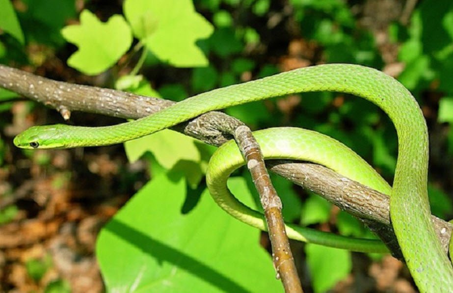 Rough Green Snake Tennessee
