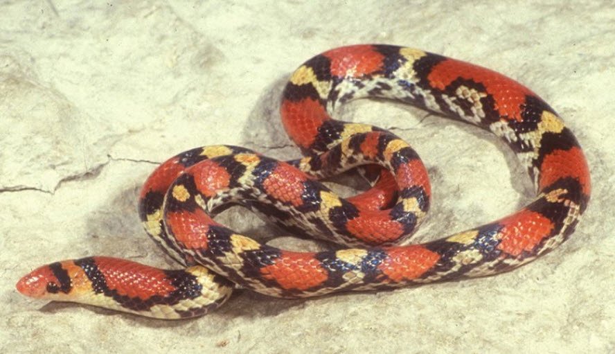 Scarlet Snake Tennessee
