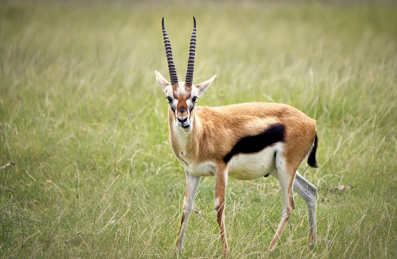 Thomson's Gazelle Petshyme