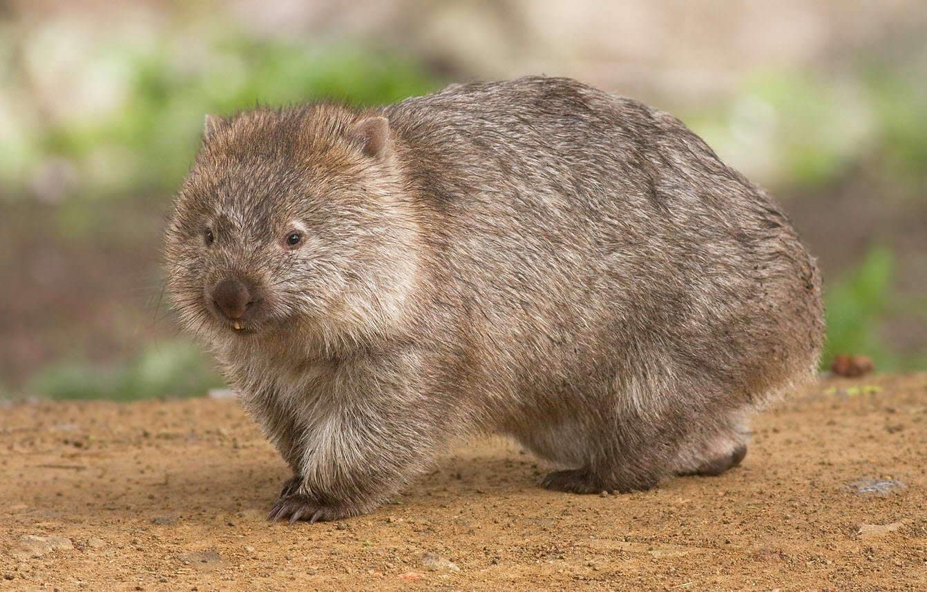 Wombat Australia