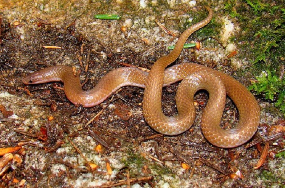 Worm Snake Tennessee