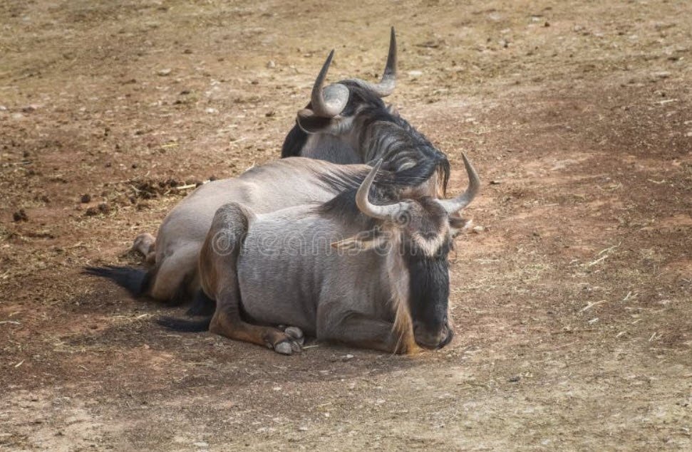 GNU (Wildebeest) (Connochaetes genus)