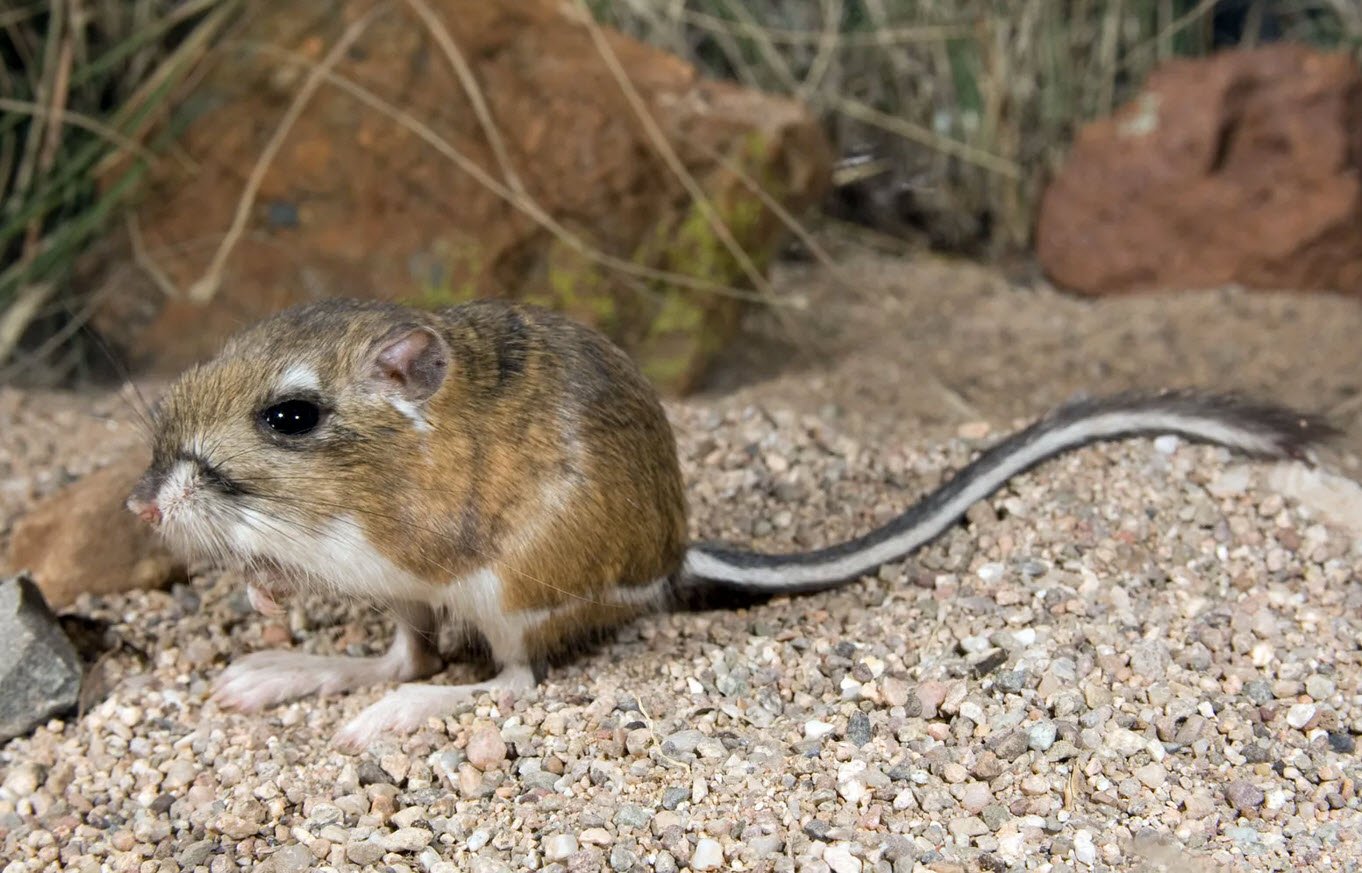 Kangaroo Rat (Dipodomys genus)