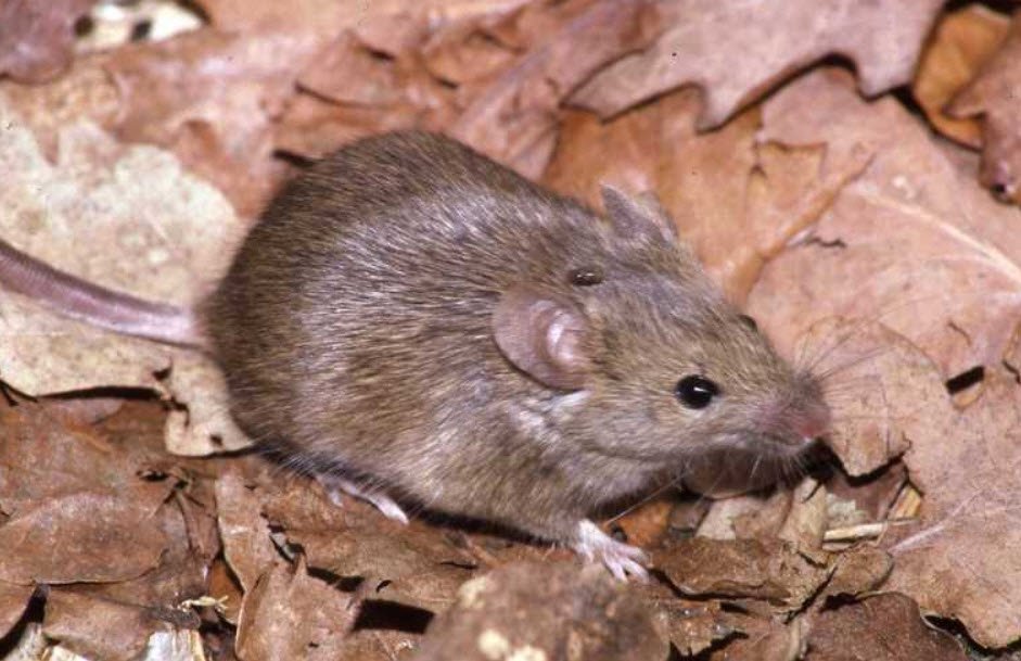 Mouse (Mus genus)