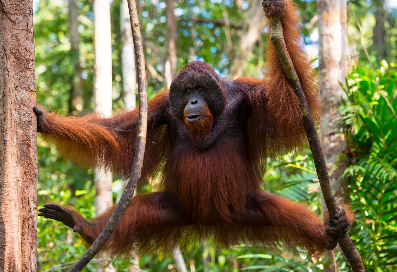 Orangutan (Pongo genus)