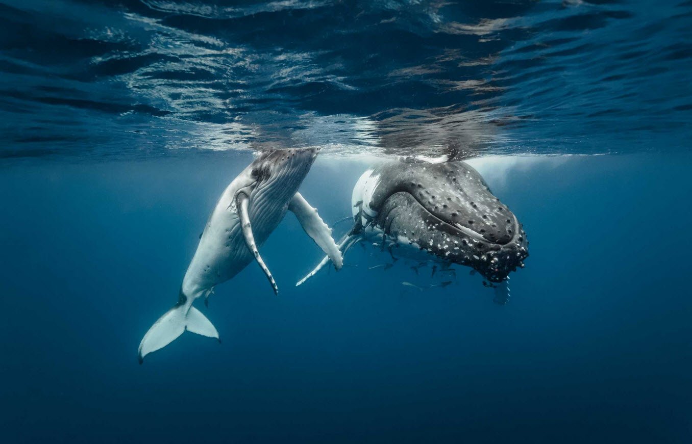 Whale (Cetacea order)